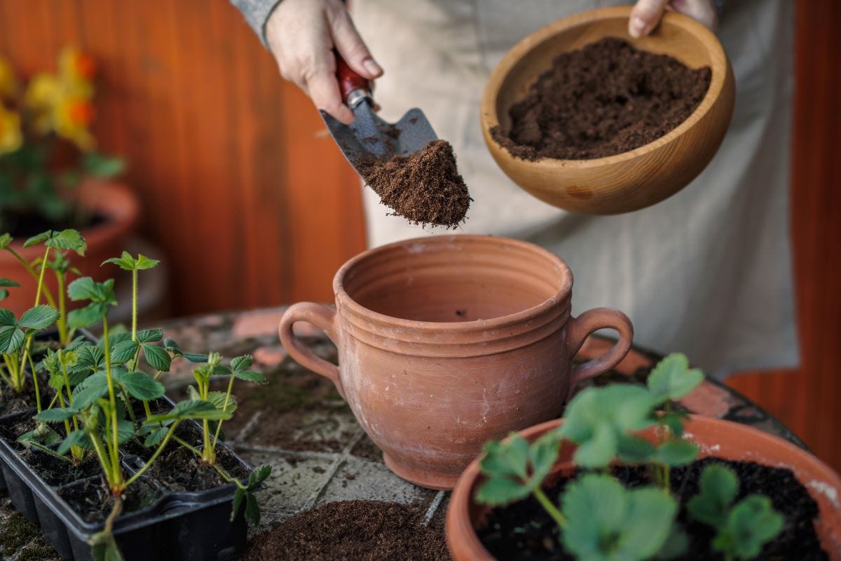 Image showcasing How to Make Compost Tea for Healthy Plant Growth – SavanaGarden