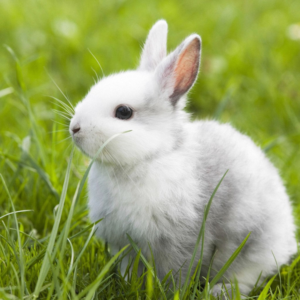 Defending Your Garden: A Guide on How to Deter Rabbits from Your Plant