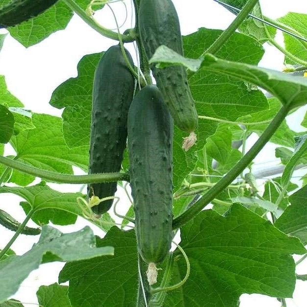 Growing Cucumbers Made Easy at Home