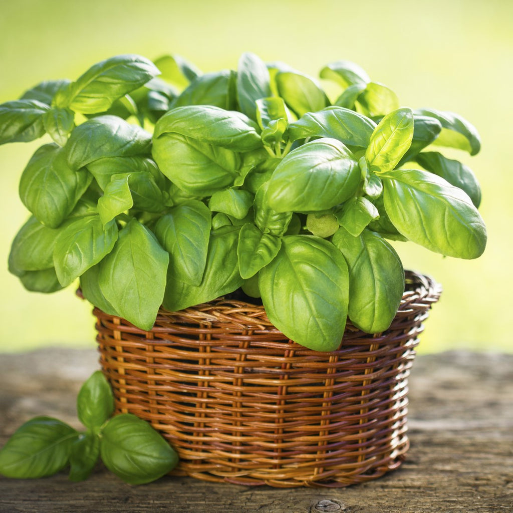 Mastering Basil: From Planting to Harvesting