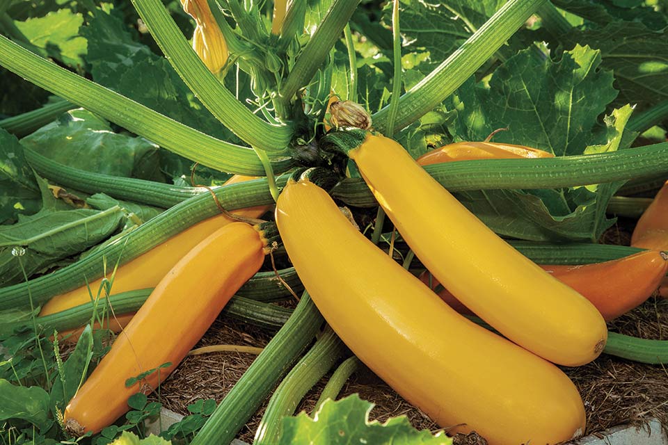 Don’t Plant Squash Until You Know These 8 Pro Tips