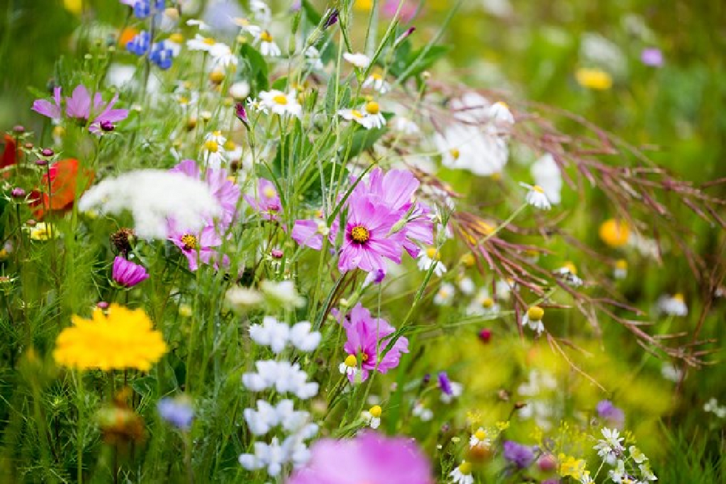 garden bed