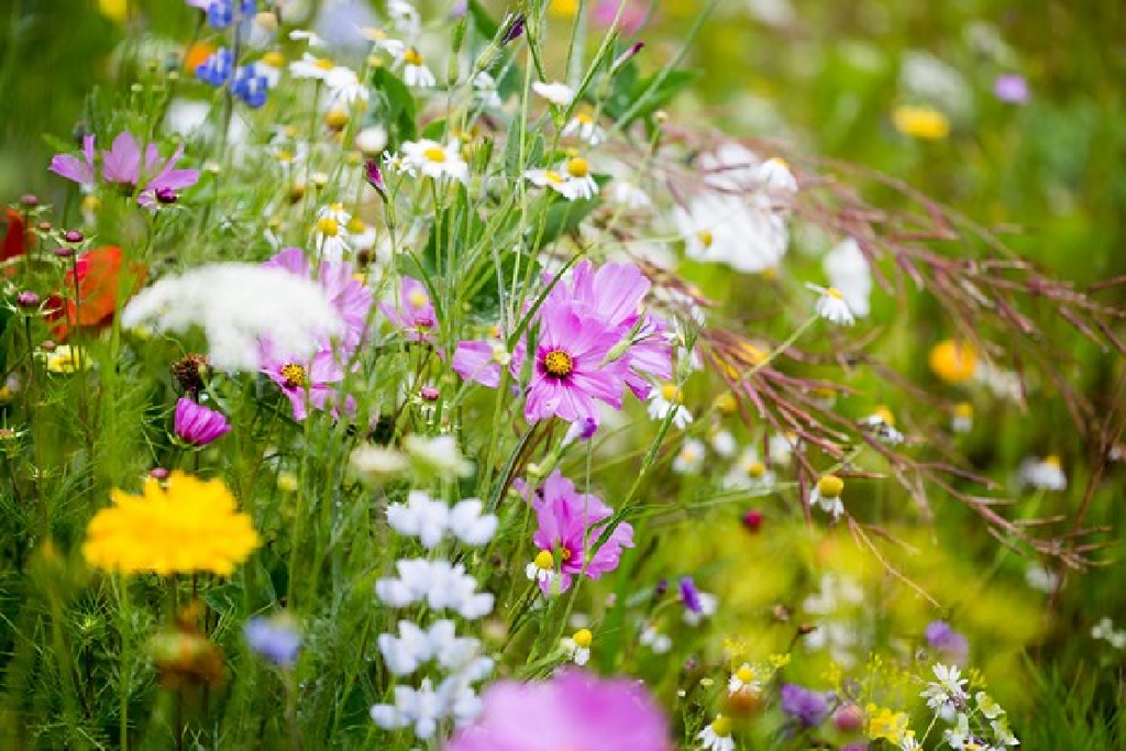 Spring Cleaning for Your Garden: Essential Tasks