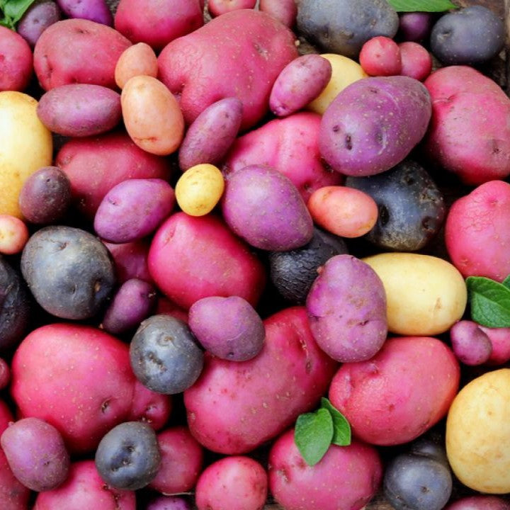 Growing Potatoes: How and When to Harvest Them