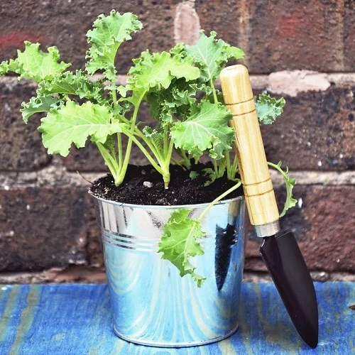 Container Gardening: The Ultimate Guide to Growing Kale