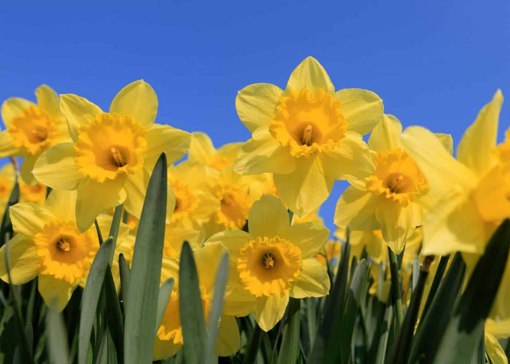 A Comprehensive Guide to Growing Daffodils
