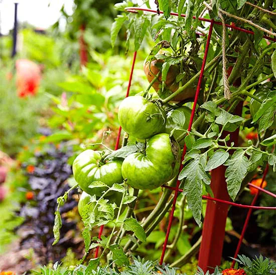 5 Techniques for Increasing Vegetable Garden Yield