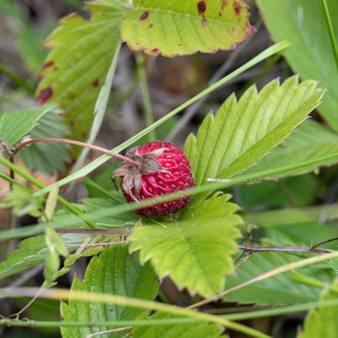 Troubleshooting Tips for Strawberry Plants: That Aren't Bearing Fruit