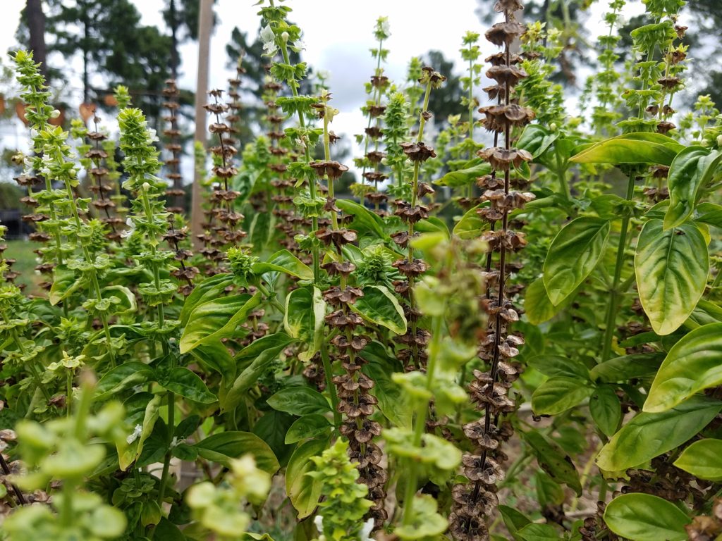 How to Save and Store Basil Seeds for Next Season: A Complete Guide