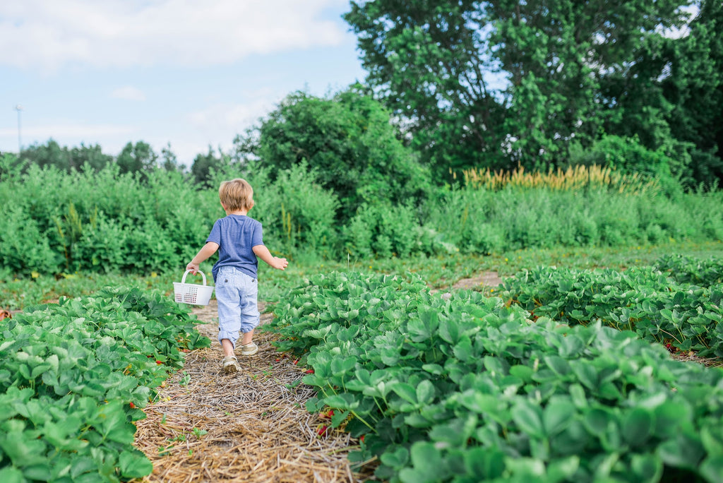 From Seed to Sprout: A Step-by-Step Guide to Starting Plants from Seeds