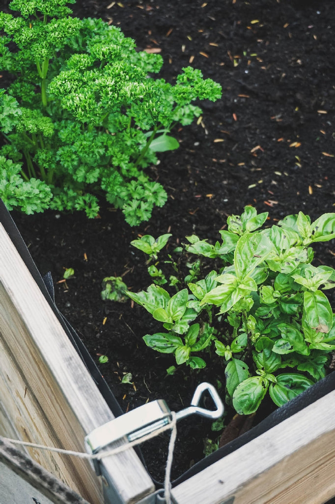 raised garden bed