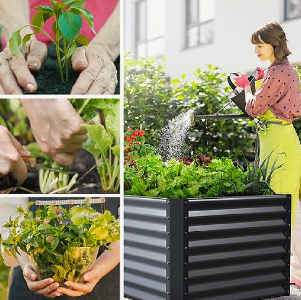 Upward Growth: Getting Started with Vertical Gardening