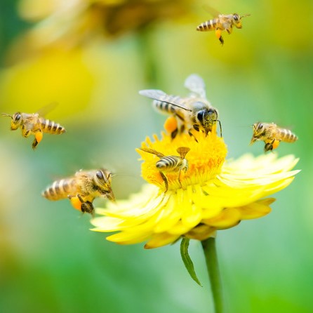 The Vital Role of Pollinators: What They Are and How to Support Them