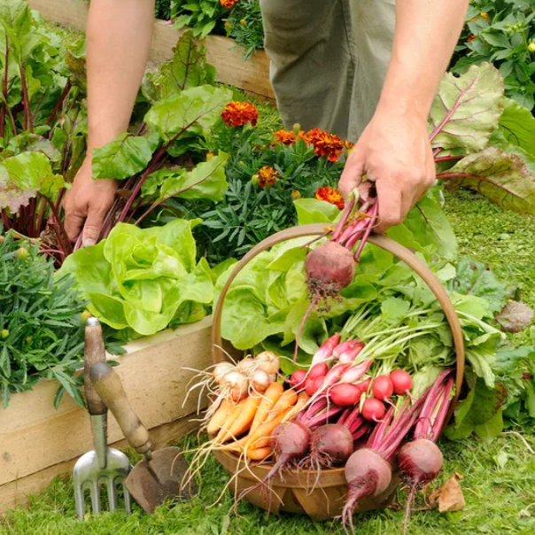 5 Fast-Growing Intercrops to Maximize Your Vegetable Garden's Potential