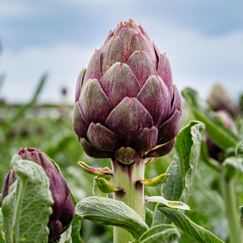 A Guide to Perennial Vegetables: Plant Once, Harvest for Years