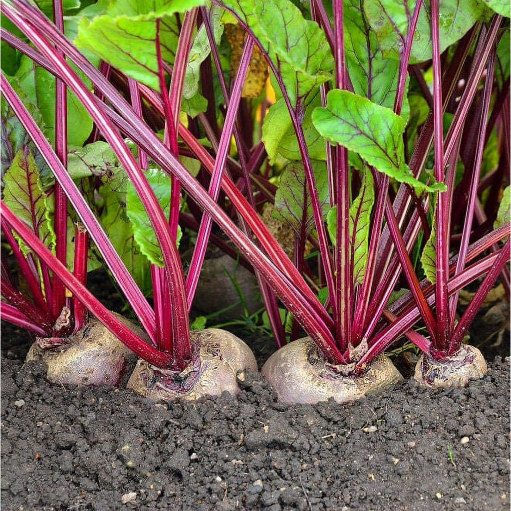 Why Root Vegetables Struggle and How to Fix It