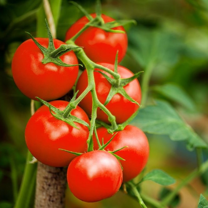 Growing Tomatoes in Containers: A Handy Guide