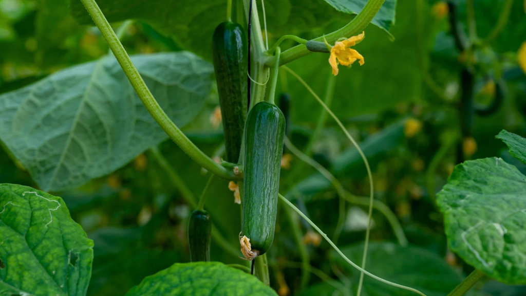 How to Grow Cucumbers That Keep Producing All Season Long