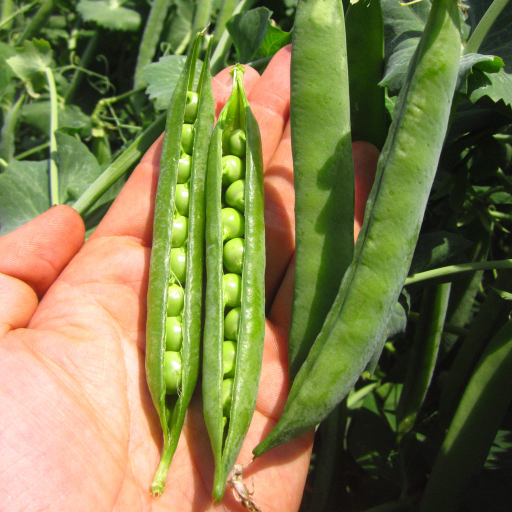 It’s Time to Plant Peas: A Southern Gardener’s Quick Guide