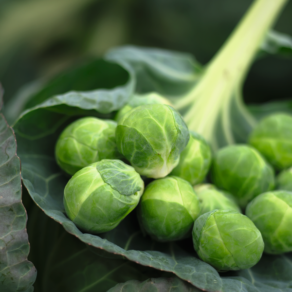 How to Grow Brussels Sprouts Like a Pro