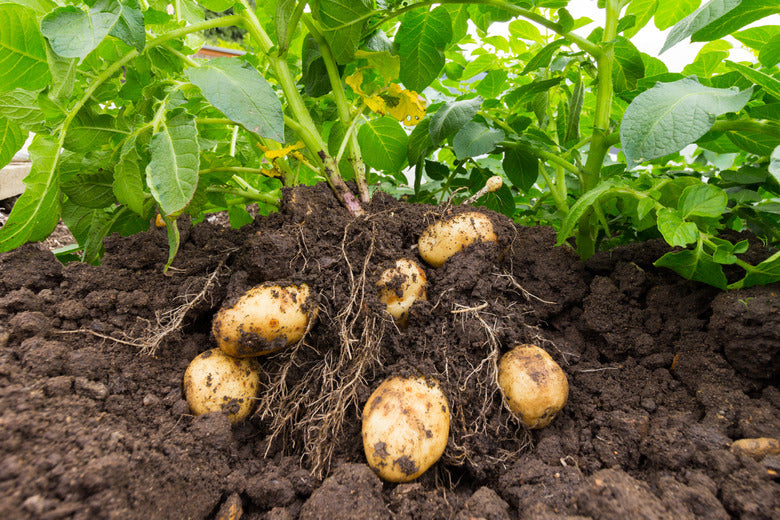 Potato Growing Secrets: Stop Believing These Common Myths