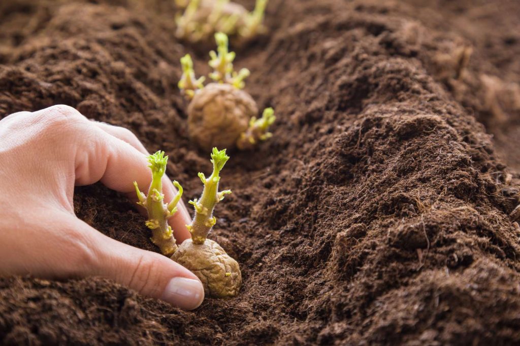 Try These 5 Plant Combos in Your Raised Beds for Great Results