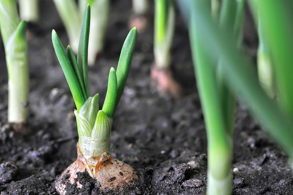 6 Onion Planting Mistakes to Avoid This Season