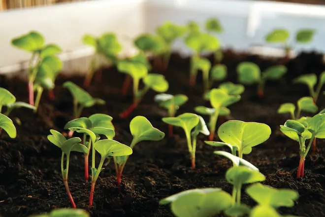 How to Start Seeds in January: A Practical Guide for Cold Climates