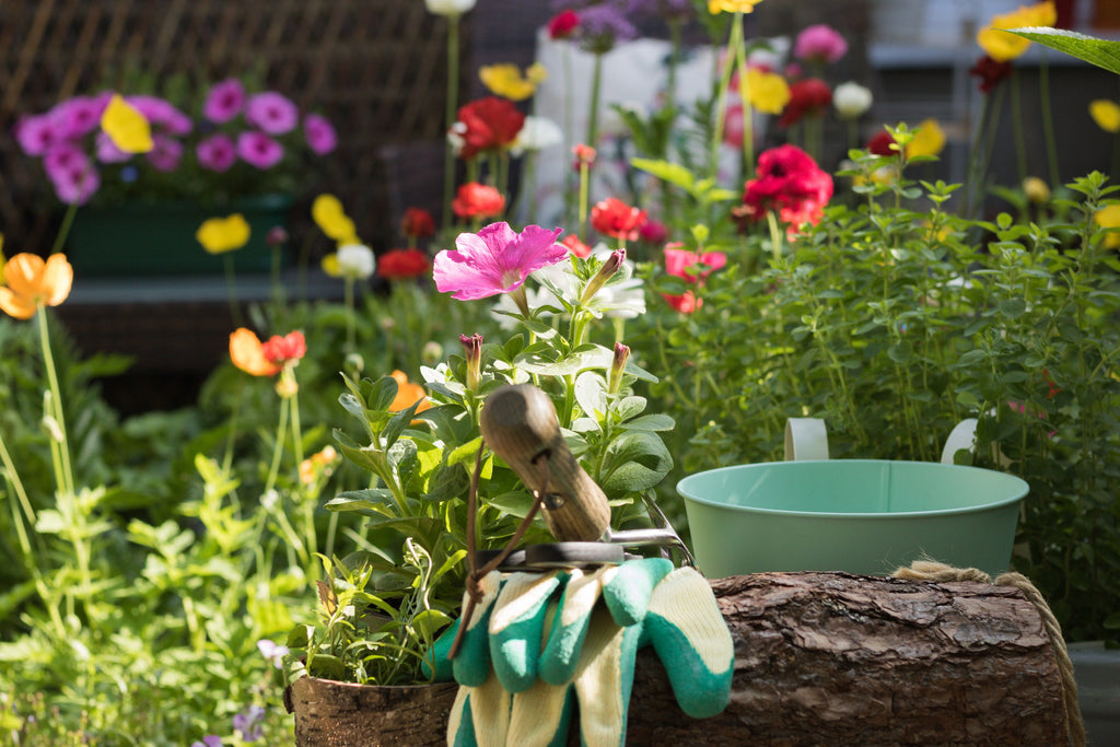 raised garden bed