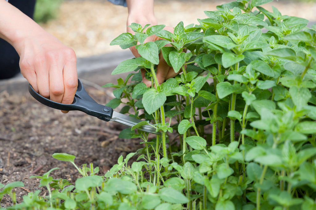 November’s Best 10 Perennial Herbs: Start Now, Harvest Continuously