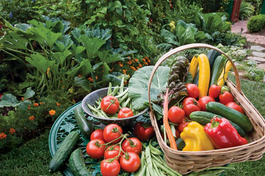 raised garden bed