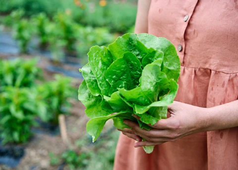 Dreaming of Organic Lettuce? May Is Your Moment