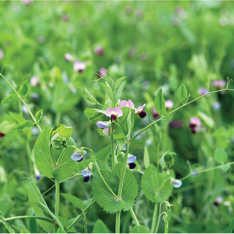 Don’t Let Your Garden Beds Go Bare: Top Cover Crops for Winter Success