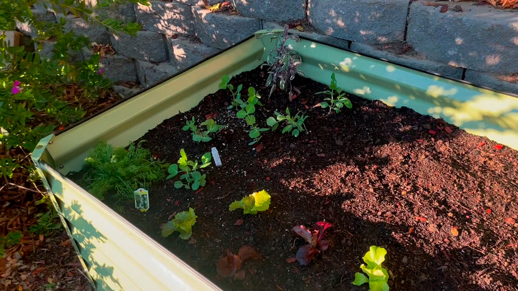 raised garden bed