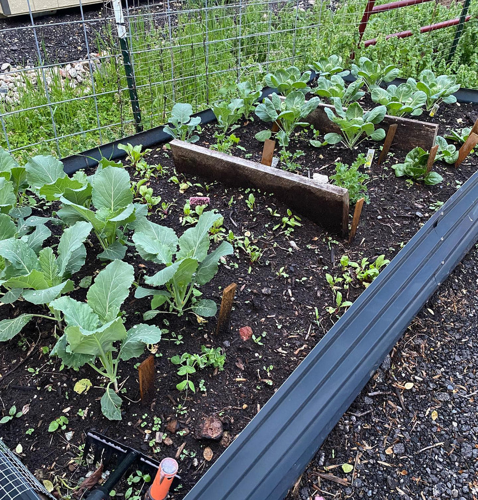 raised garden bed