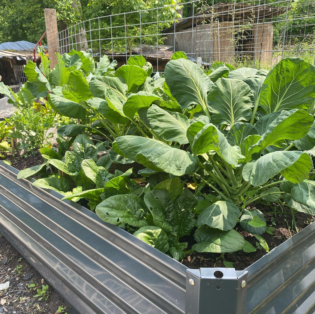raised garden bed