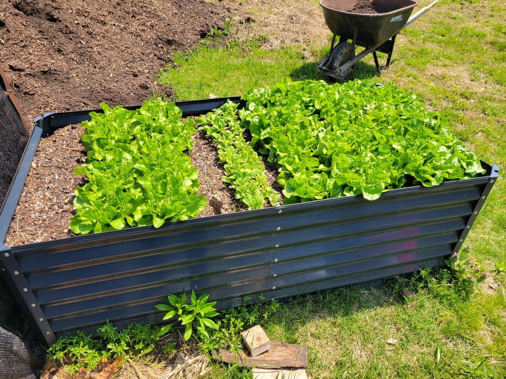 raised garden bed