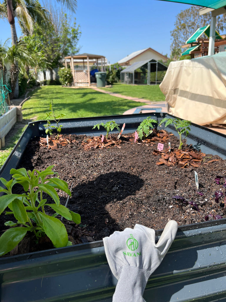 raised garden bed