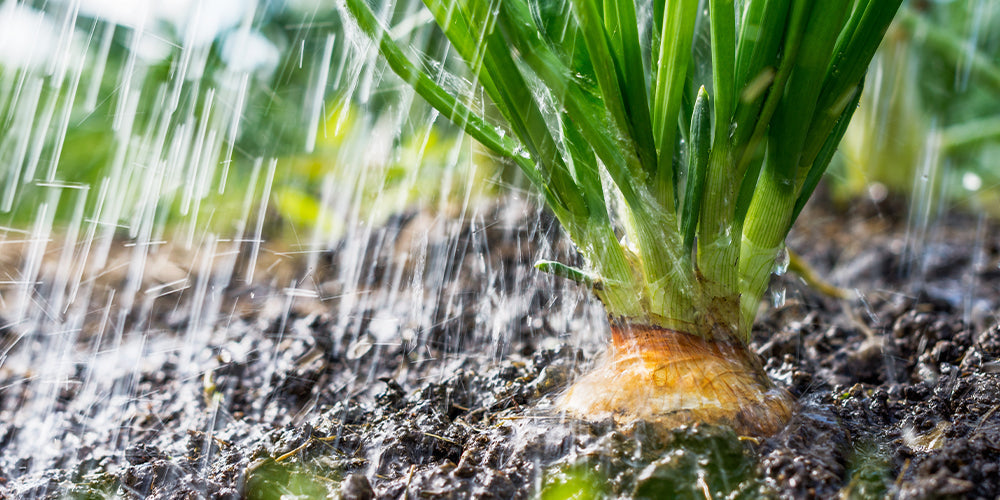 What to Do After It Rains: Protecting Your Garden from Hidden Damage