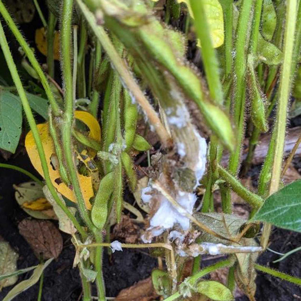 Dealing with White Mold: Identification and Control Strategies