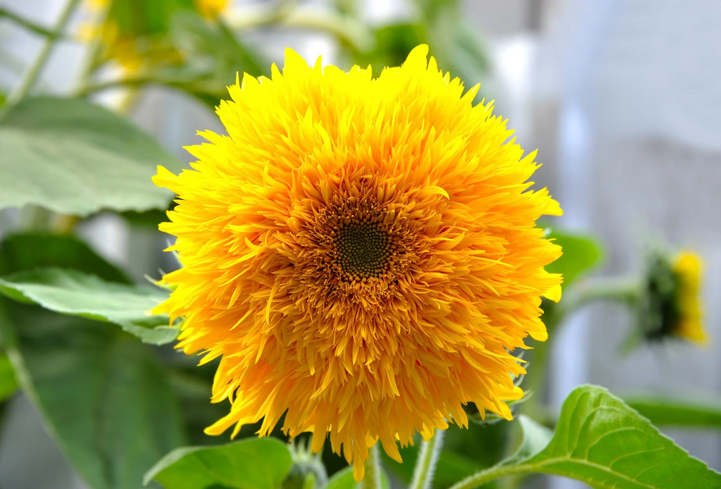 Think Planting Season is Over? Here's How to Revitalize Your Garden in July