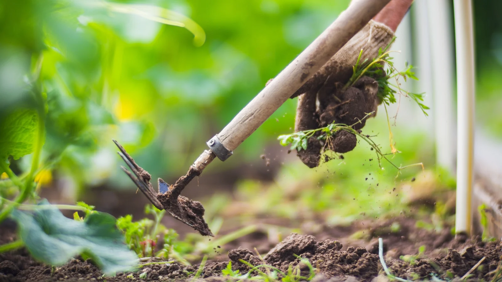 May in the Garden: Smart Moves for a Strong Season Ahead