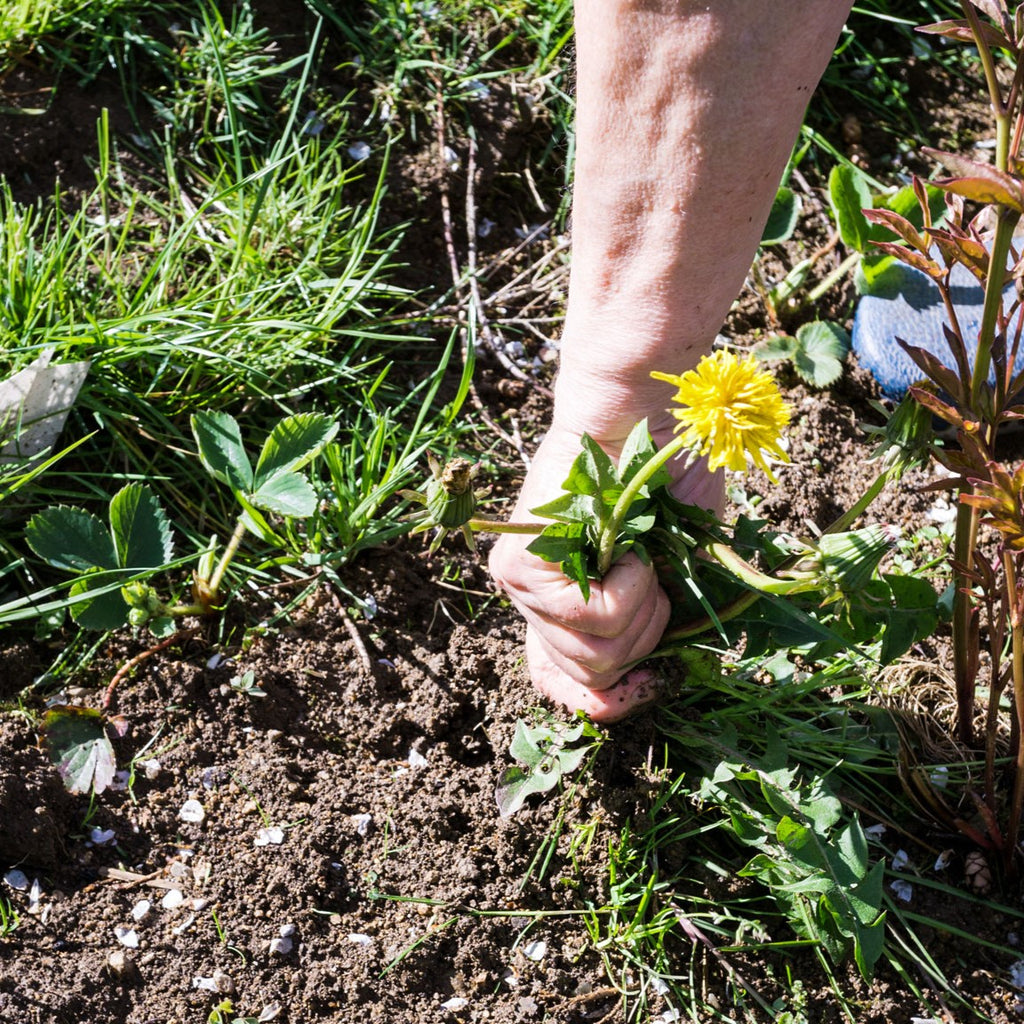 The Art of Garden Weed Control