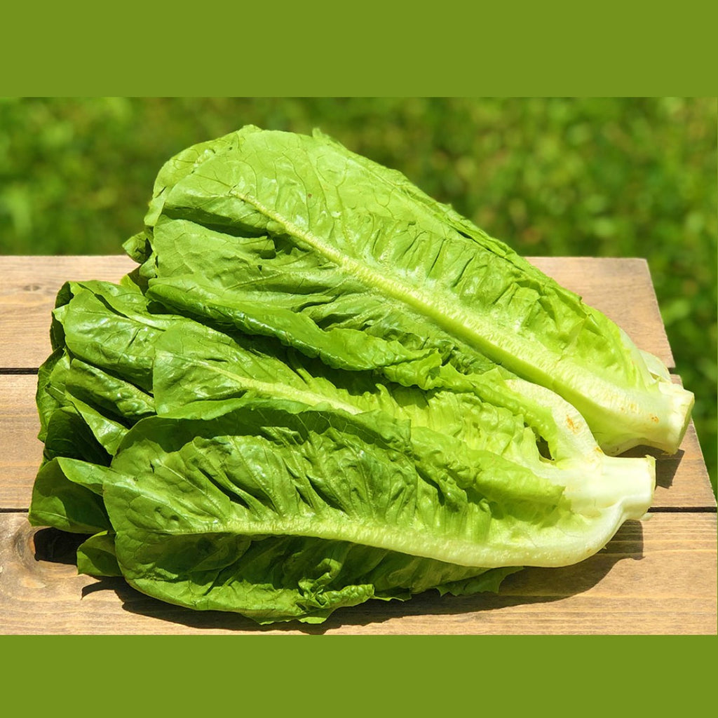 Mastering the Art of Growing Romaine Lettuce