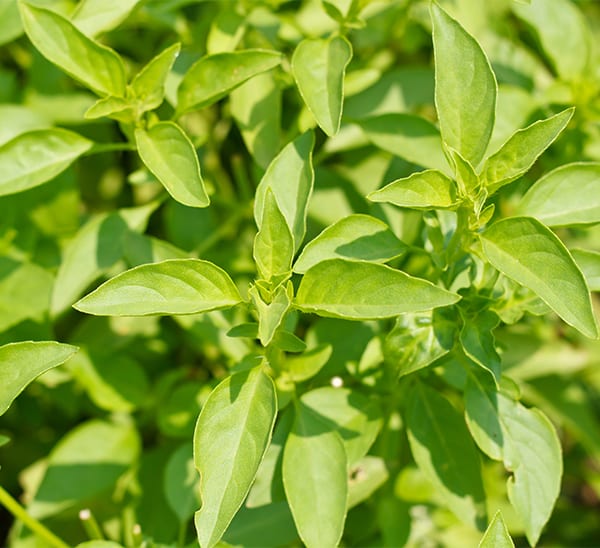 Cultivating the Aromatic Basil: A Comprehensive Guide