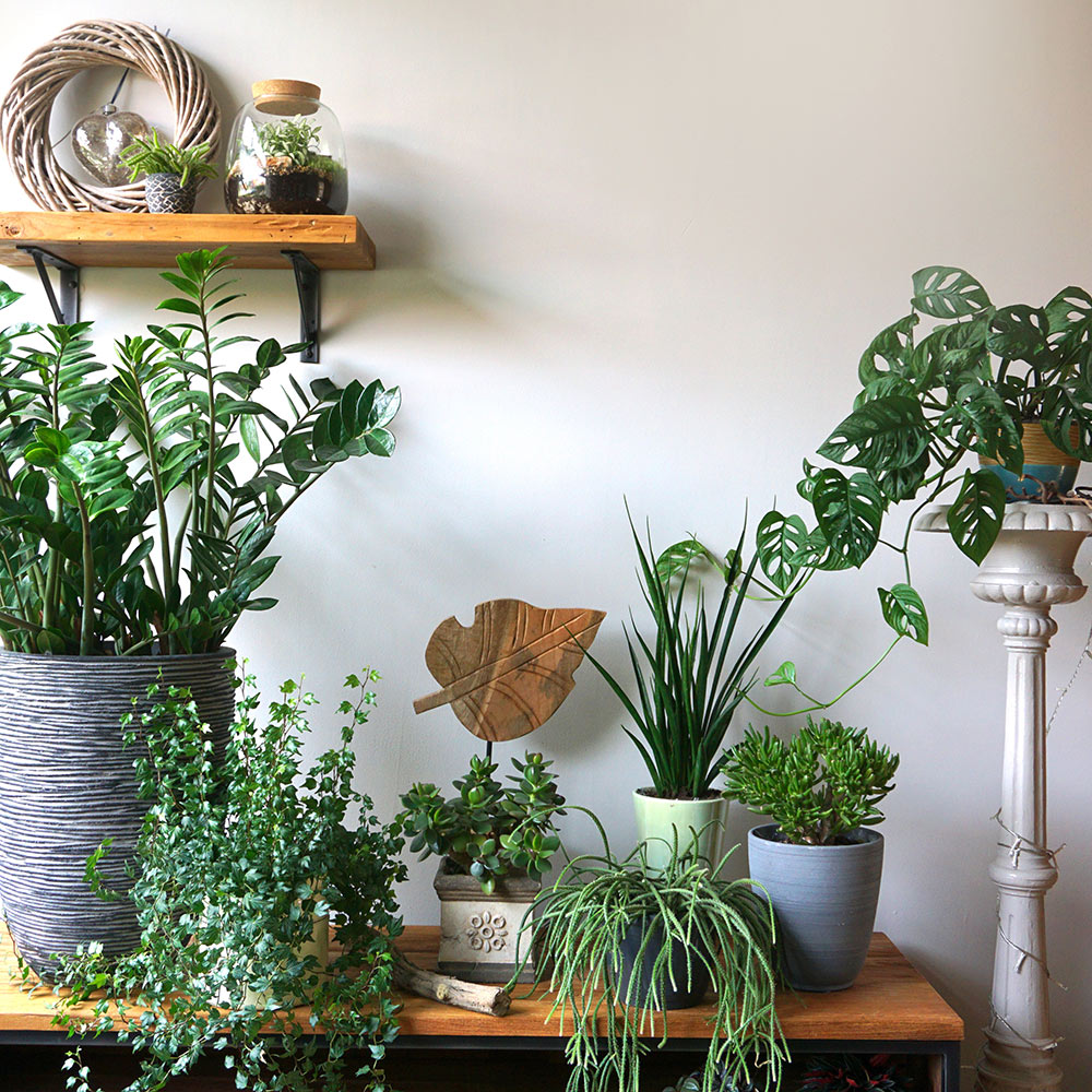 Winter Indoor Plant Care