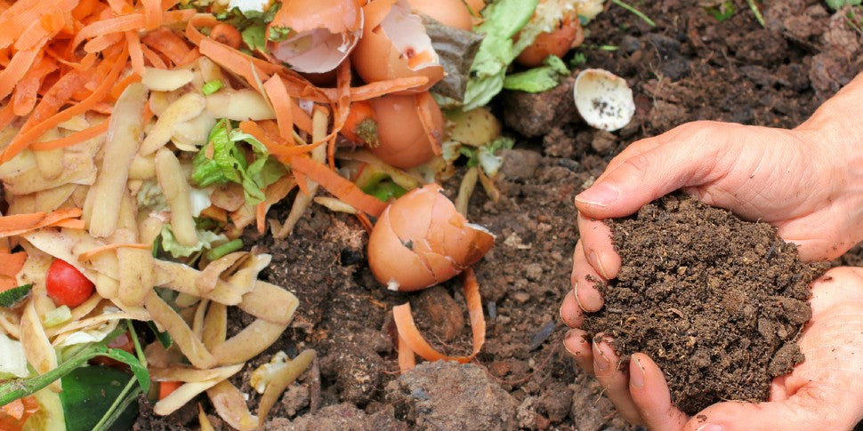 DIY Organic Fertilizer Recipes to Save Money and Grow Better