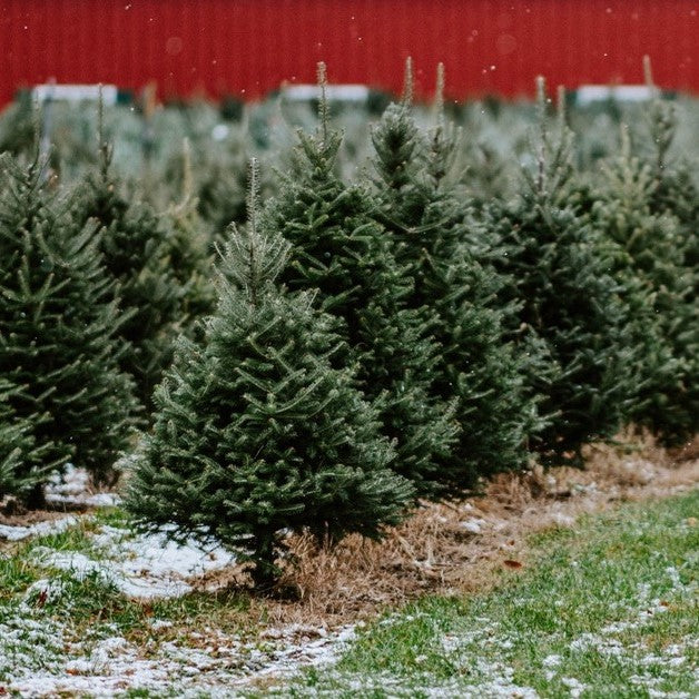 Can You Replant Your Christmas Tree? (Complete Guide)