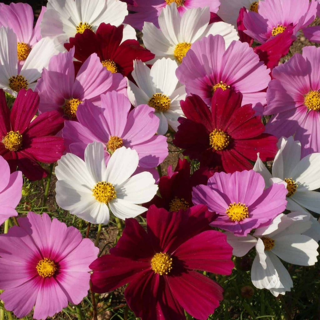 Cosmos Flowers: Cultivating Nature's Elegance in Your Garden