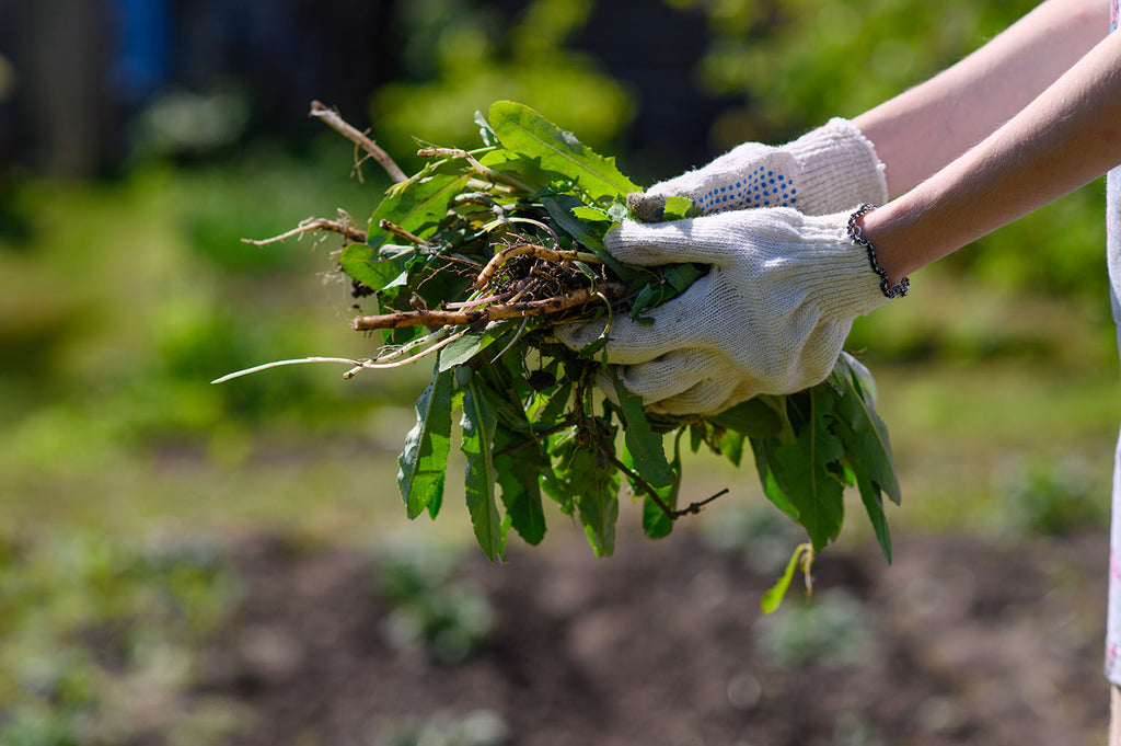 How To Weed An Overgrown Garden